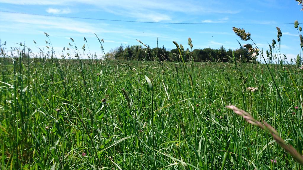 Les Prairies Mas Roux ξενώνας Raphèle Εξωτερικό φωτογραφία