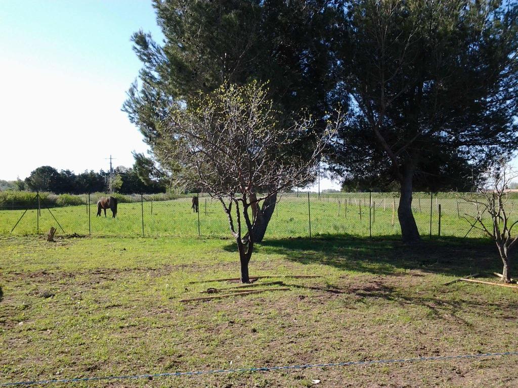 Les Prairies Mas Roux ξενώνας Raphèle Εξωτερικό φωτογραφία