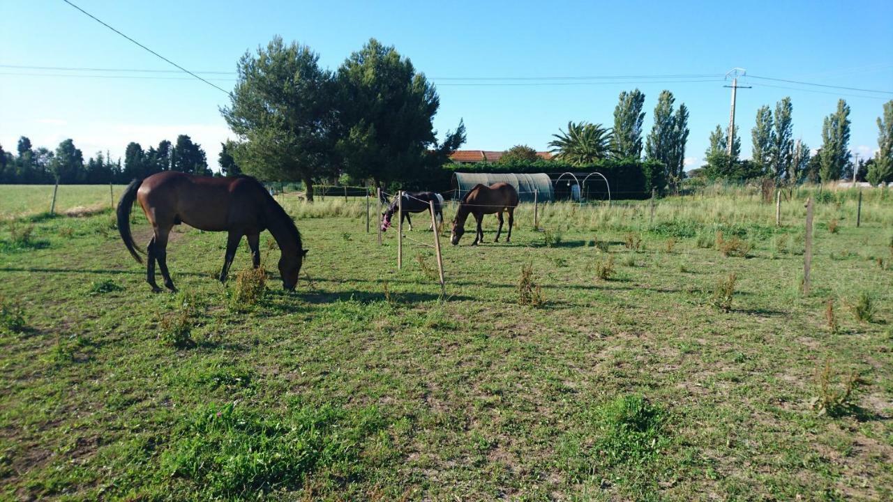 Les Prairies Mas Roux ξενώνας Raphèle Εξωτερικό φωτογραφία